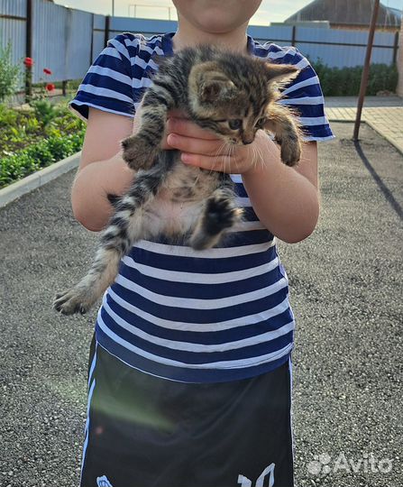 Котята бесплатно