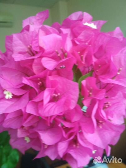 Бугенвилия