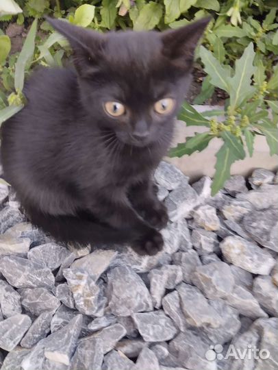 Кошка в дар