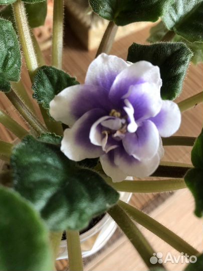 Детки (старты) сортовых фиалок