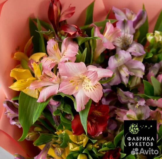 Альстромерия