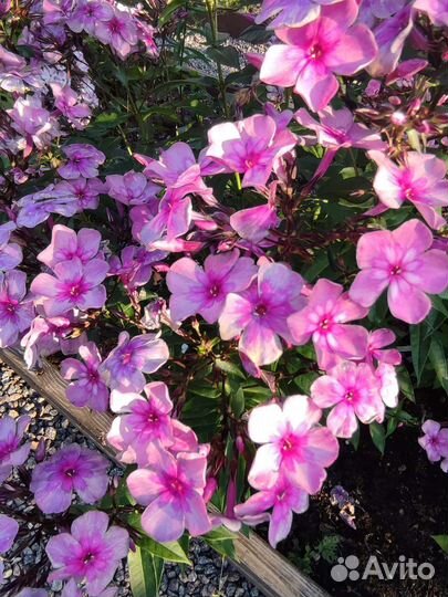 Флоксы сортовые