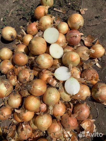 Лук опт Манас