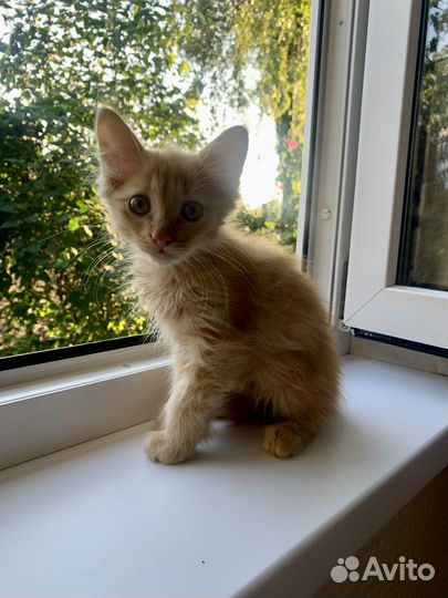 Котик в добрые руки даром