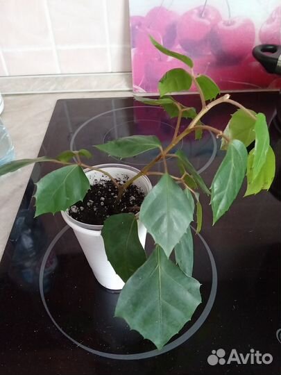 Берёзка или циссус (роициссус)