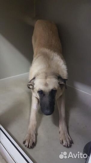 Джери ищет семью