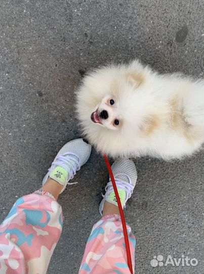 Немецкий шпиц вязка