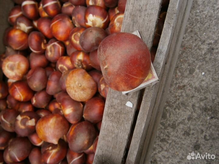 Луковицы тюльпанов к 8 марта оптом Эрик, Форготтен