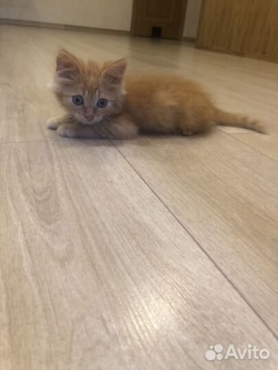 Отдам котенка в добрые руки