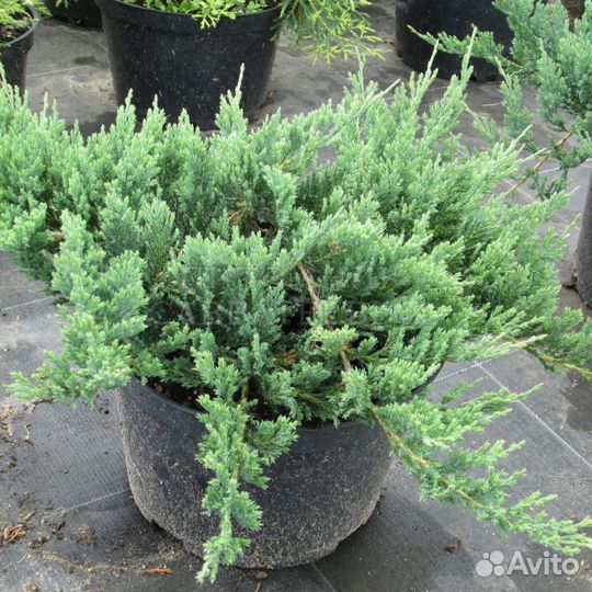 Можжевельник Блю Чип