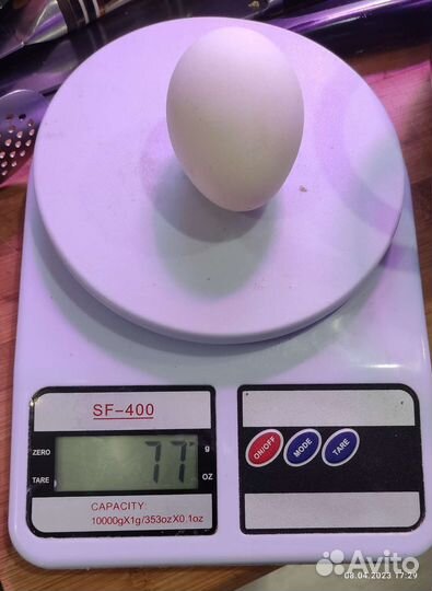 Инкубационное яйцо Пушкинских кур