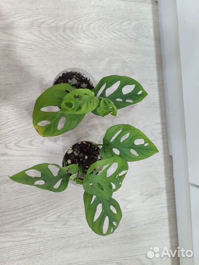 Монстера манки маск адонсана