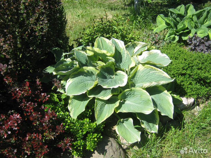 Хосты сортовые