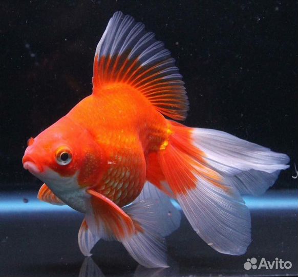 Золотая рыбка. Телескоп. Растения. Фон. Коряги