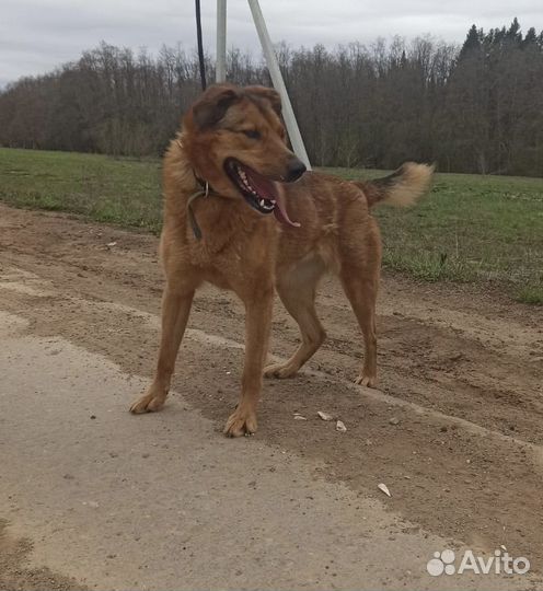 Собака в добрые руки