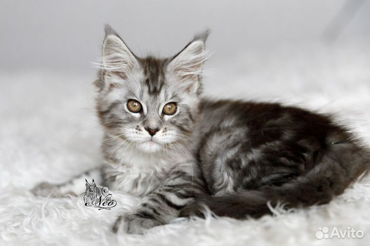Мейн-кун котята