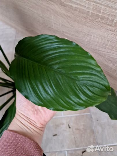 Спатифиллум