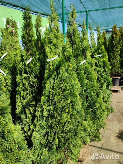Туя западная Смарагд 2 метра Smaragd