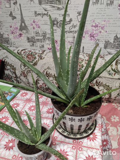 Комнатные цветы алоэ