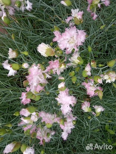 Махровая розовая китайская гвоздика