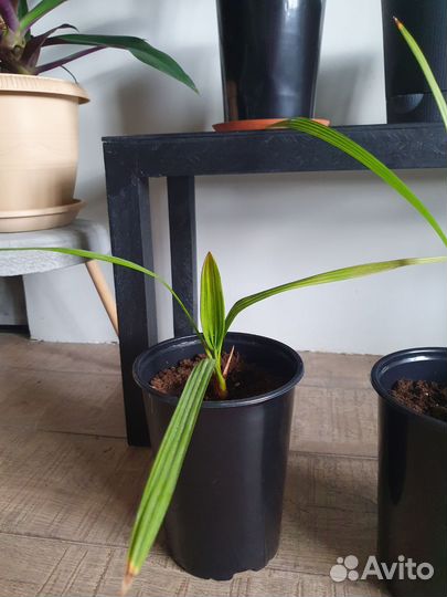 Финиковые пальмы. 2 года