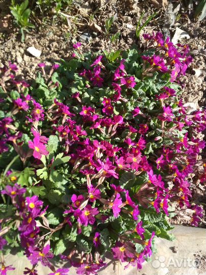 Ранние цветы Примула