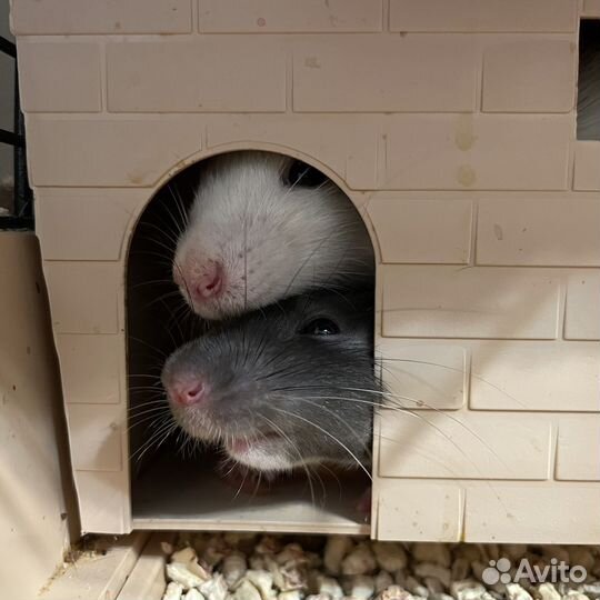 Крысы с клеткой