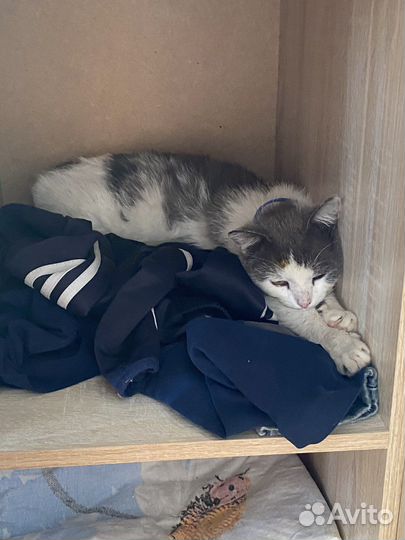 Кот в добрые руки