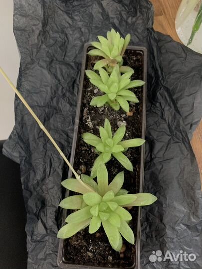 Суккуленты