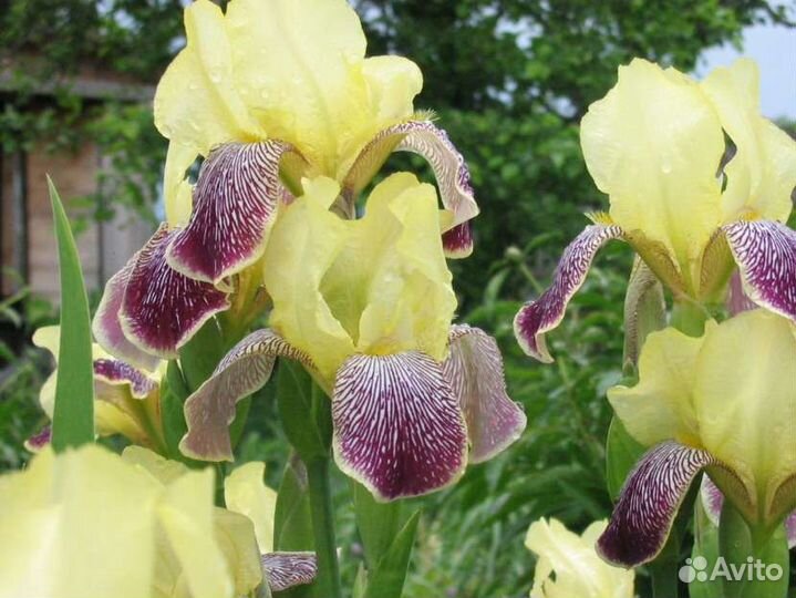 Солнцеивино бородатый ирис сортовой