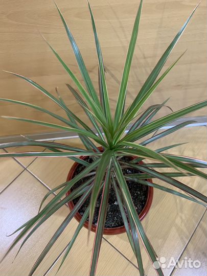 Драцена Пальма