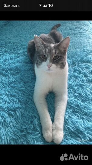 Кошачий хостел