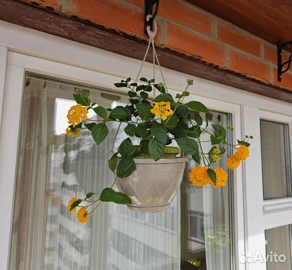 Лантана желтая