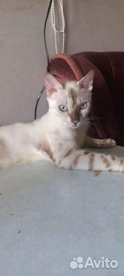 Бенгальская кошка