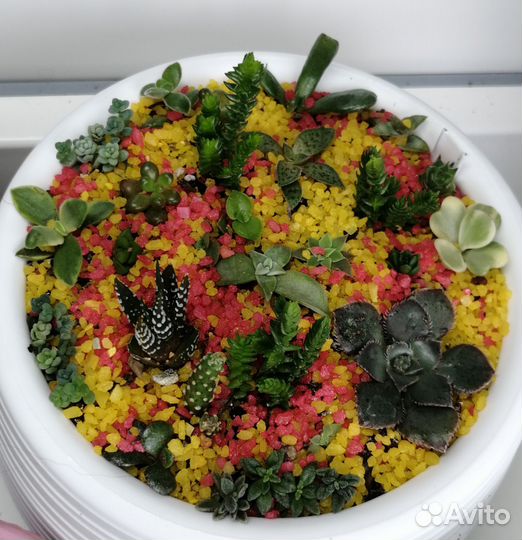 Комнатные растения