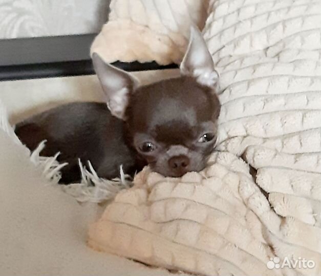 Мини девочка