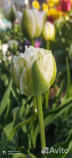 Луковицы тюльпанов