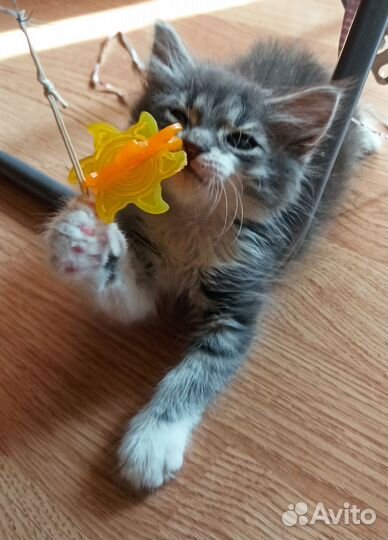 Пушистая малышка ищет добрых хозяев