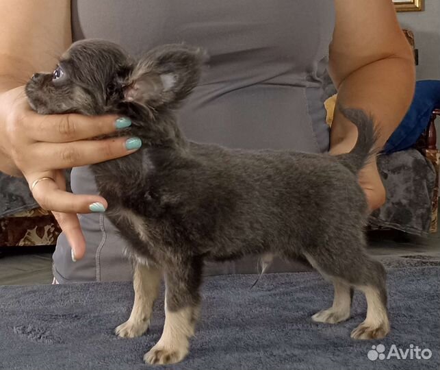 Щенки чихуахуа мальчик