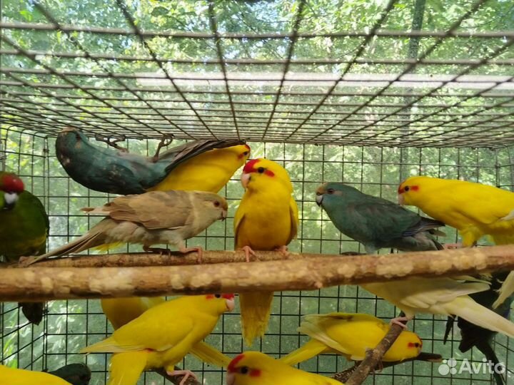 Попугай Какарик 3мес