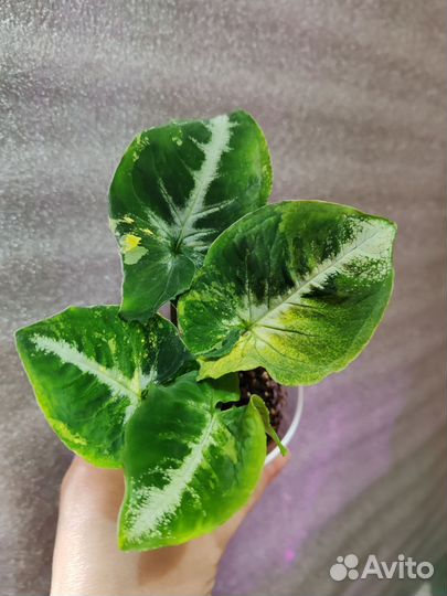 Сингониум яичница, Scrambled Eggs