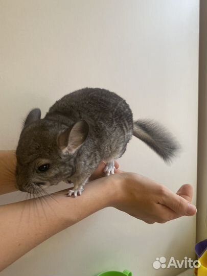 Шиншилла мальчик