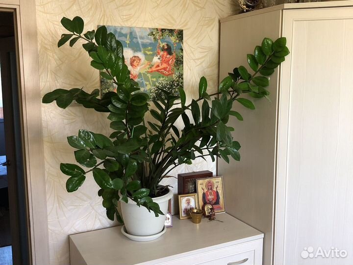 Замиокулькас Долларовое дерево от