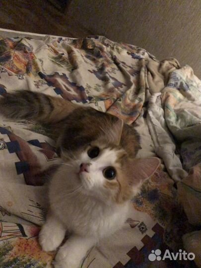 Кошка