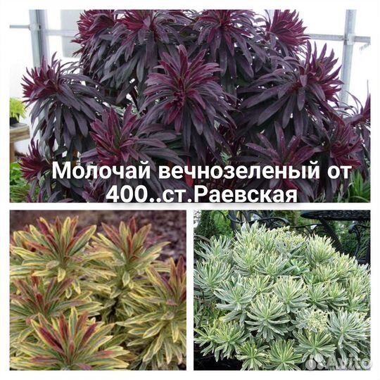 Вечнозеленые садовые кустарники