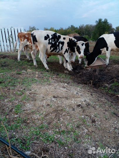 Бычки и тёлки