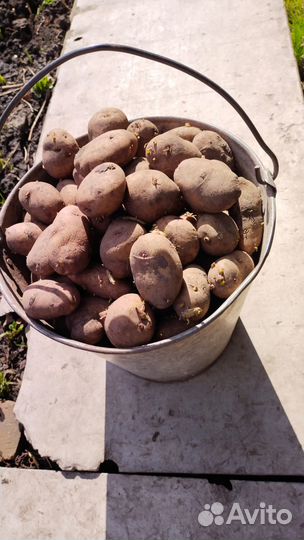 Семенной картофель