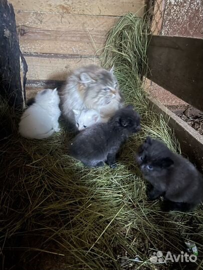 Отдам в дар котята