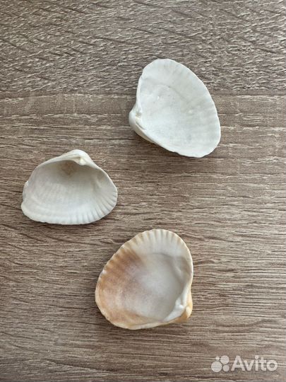 Морские ракушки