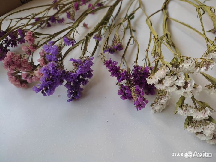 Статица (кермек) сухоцветы